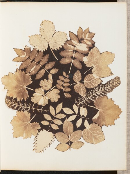 Unknown, [Photomontage of Leaves]