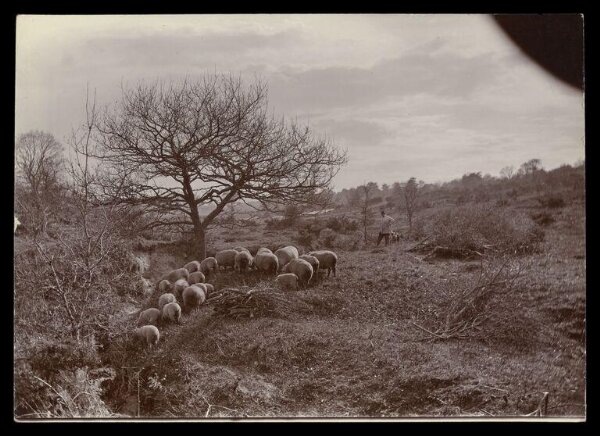 Gale, Lt. Col. Joseph, Flock of sheep in a landscape