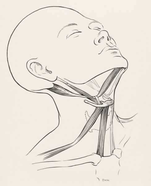 J Wetselaar-Whittaker, Muscular tissue of the neck and throat