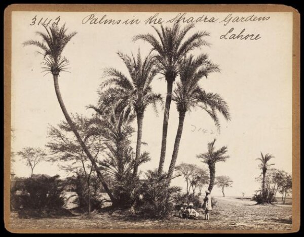 Francis Frith, Palms in the Shadra Gardens Lahore