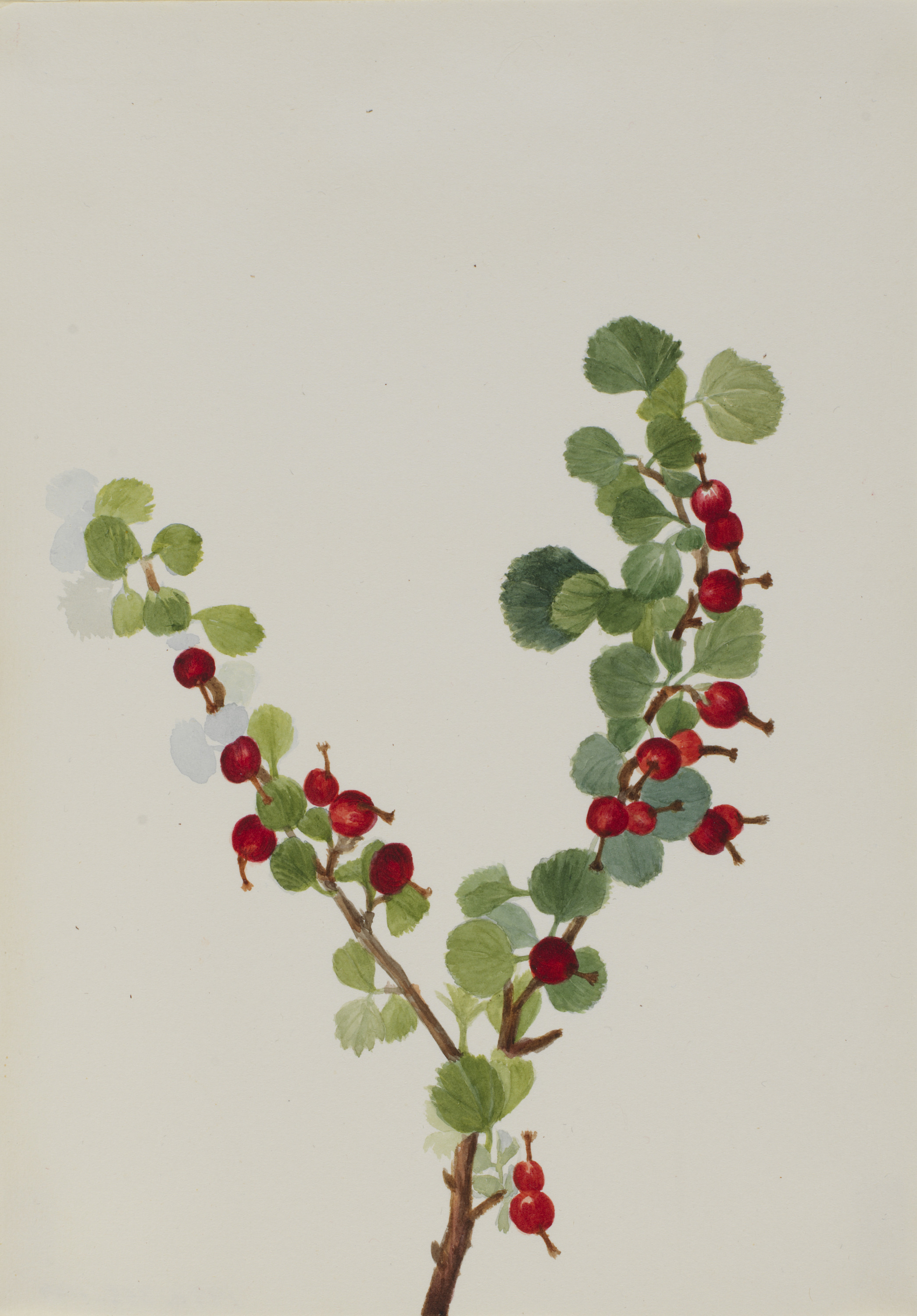Mary Vaux Walcott, Currant (unfinished) (Ribes species)