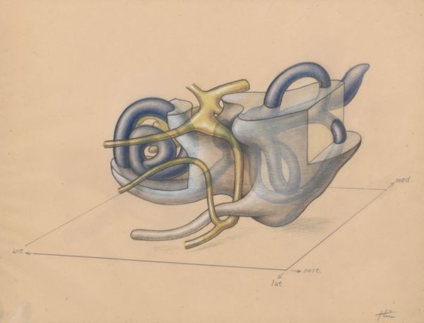 J Tinkelenberg, Sensory organs on an embryo