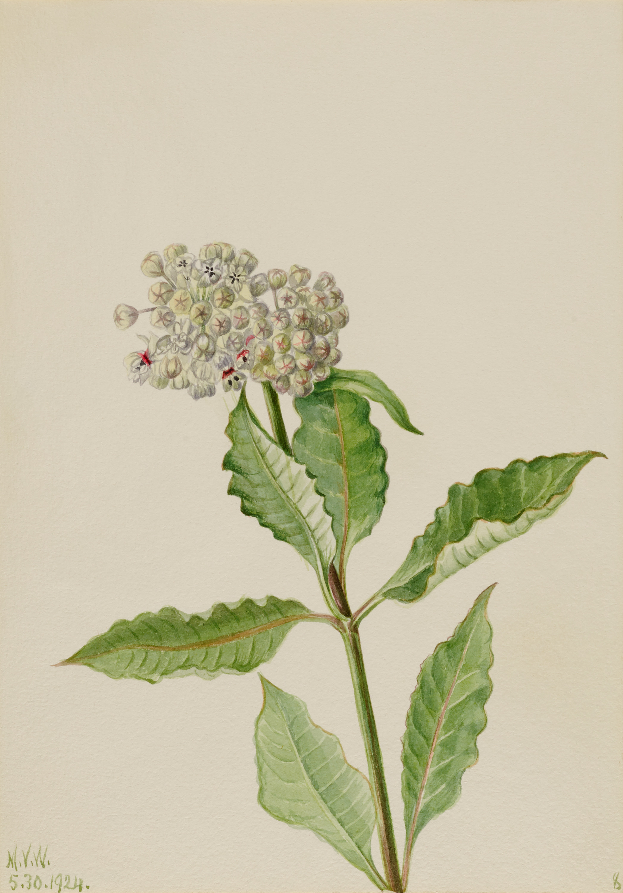 Mary Vaux Walcott, Milkweed (Ascelpias)