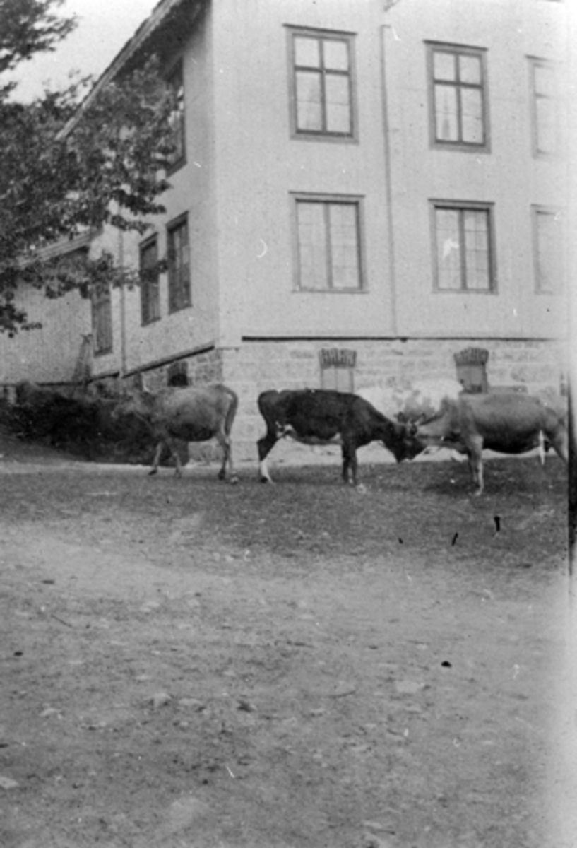 Anno Domkirkeodden, Simenstad gard i Veldre. Kuslepp i uttunet ved føderådsbyningen, etter 1910.