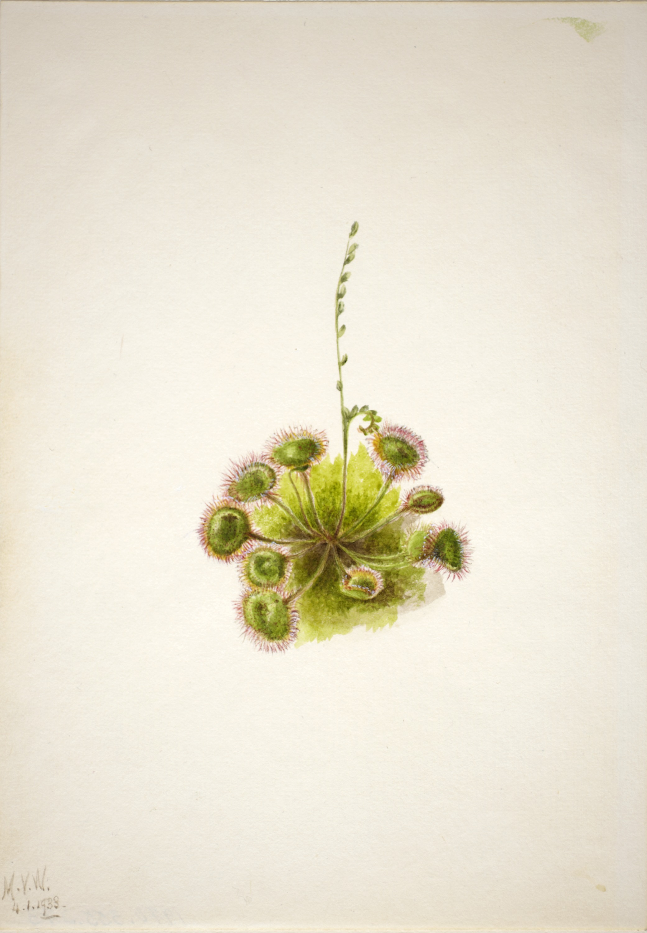 Mary Vaux Walcott, Roundleaf Sundew (Drosera rotundifolia)