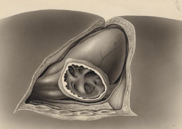 J Tinkelenberg, Part of the heart and circulatory system
