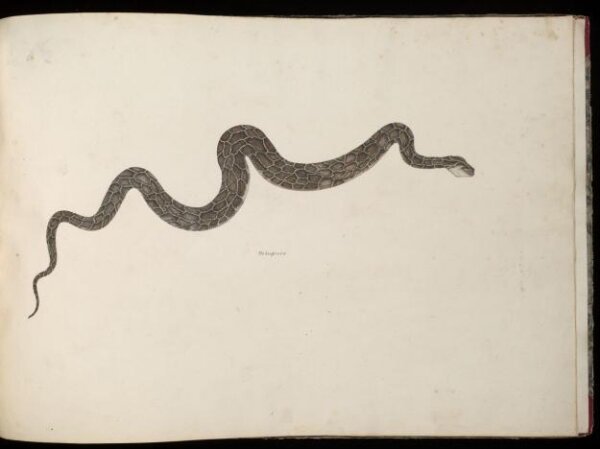Unknown, Snake