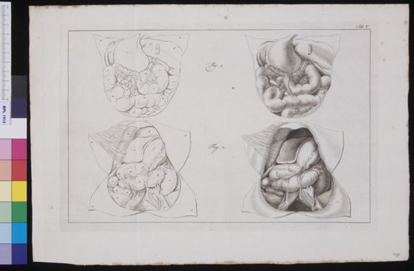 R Muys, Organs in the abdomen