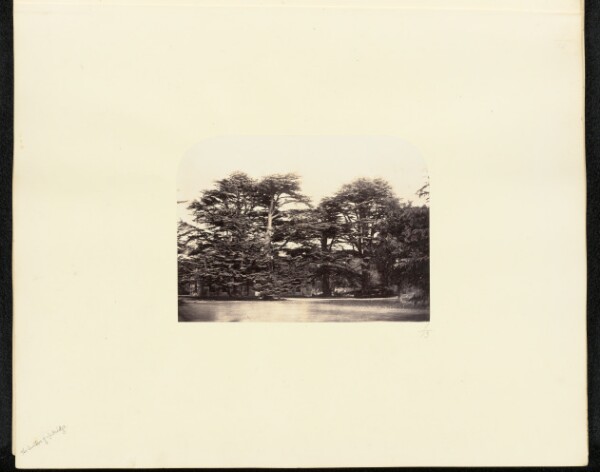 Unknown, [View of Trees]