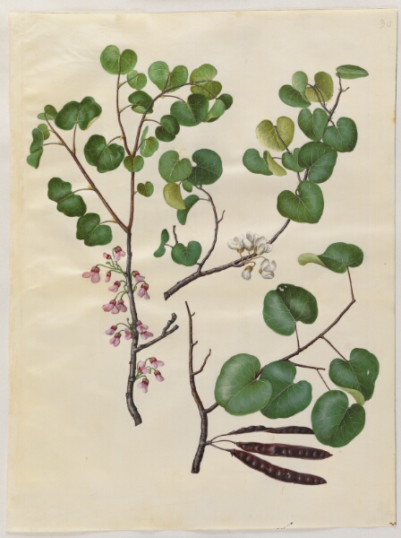 Hans Simon Holtzbecker, Cercis siliquastrum (almindelig judastræ)