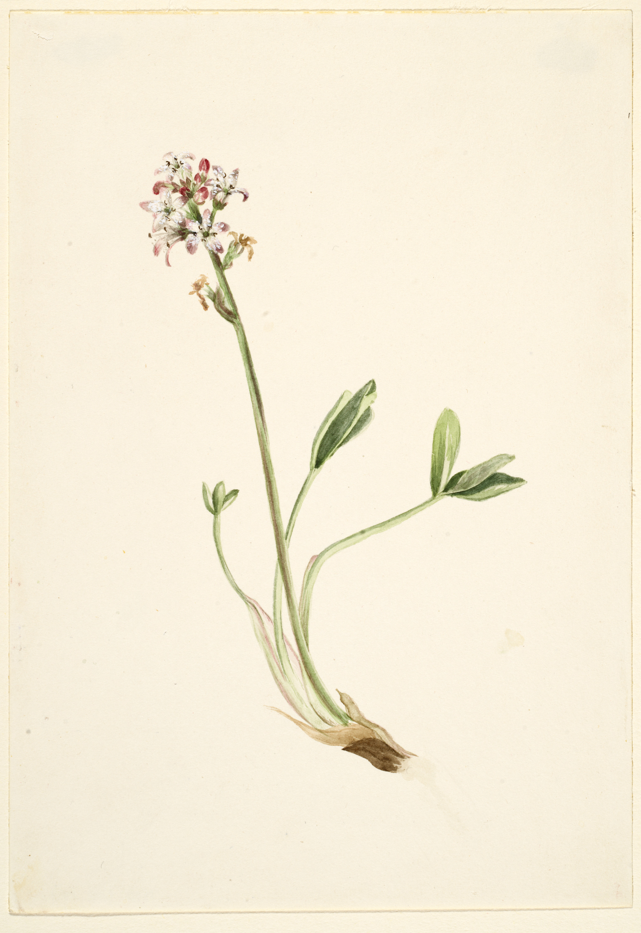 Mary Vaux Walcott, Buckbean (Menyanthes trifoliata)
