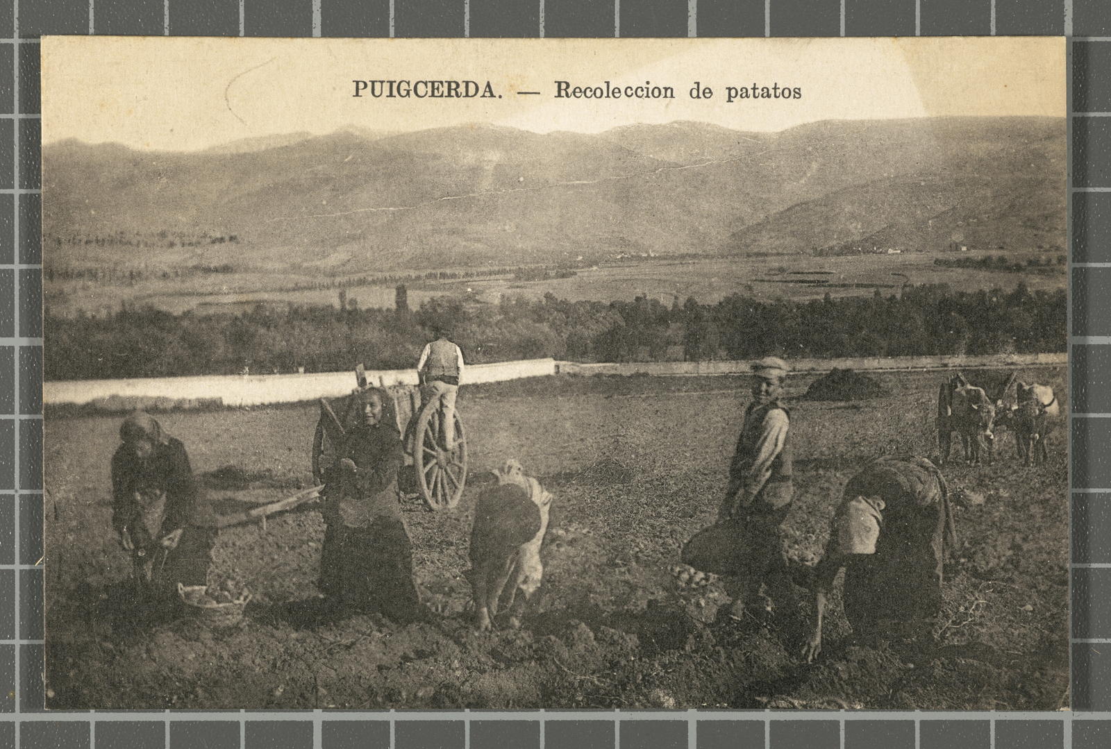 Desconegut, Puigcerda.- Recoleccion de patatos