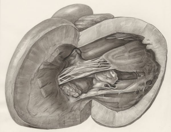 H.G Wetselaar, Heart