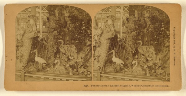 Benjamin West Kilburn, Pennsylvania's Exhibit of Birds, World's Columbian Exposition.