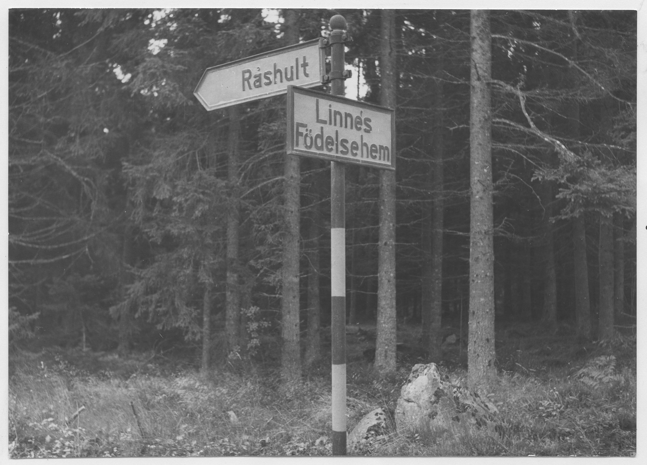Mårten Sjöbeck, Råshult, Linnéminnena vid Carl von Linnés födelseort