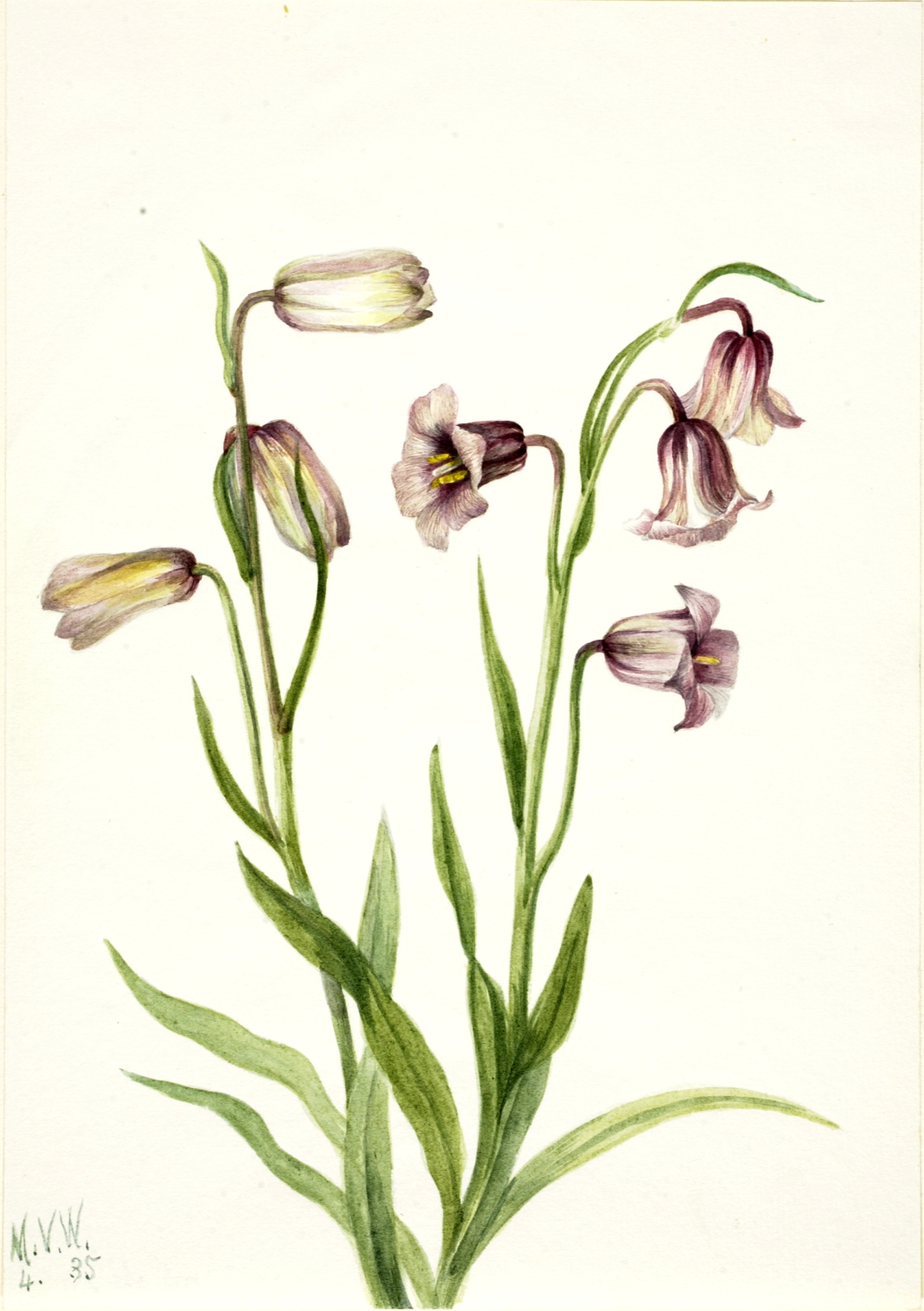 Mary Vaux Walcott, Fritillary (Fritillaria biflora)