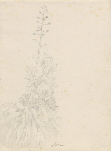 C.W. Eckersberg, Tre plantestudier