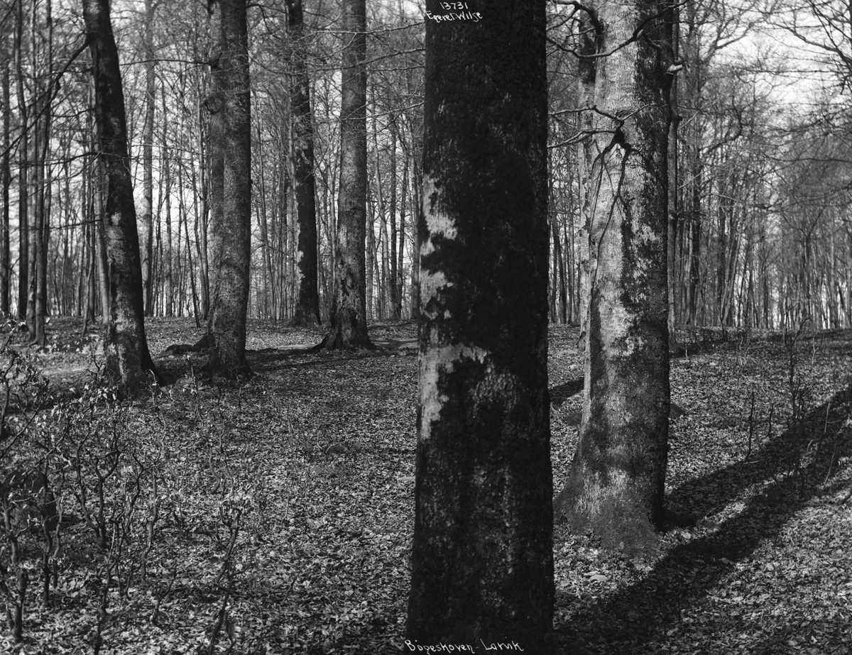 Anders Beer Wilse, Prot: Larvik Bøkeskogen 29/4