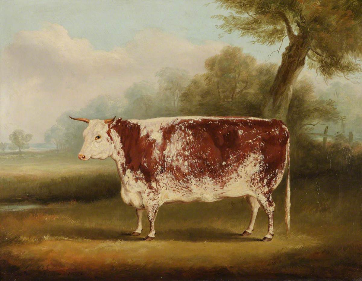 William Henry Davis, Hereford Cow