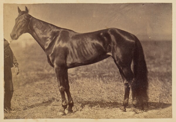 Unknown, [Horse in a field]