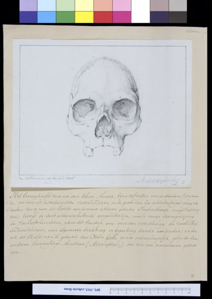 M. Houtman, Skull, frontal view