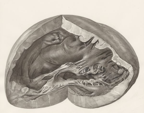H.G Wetselaar, Heart