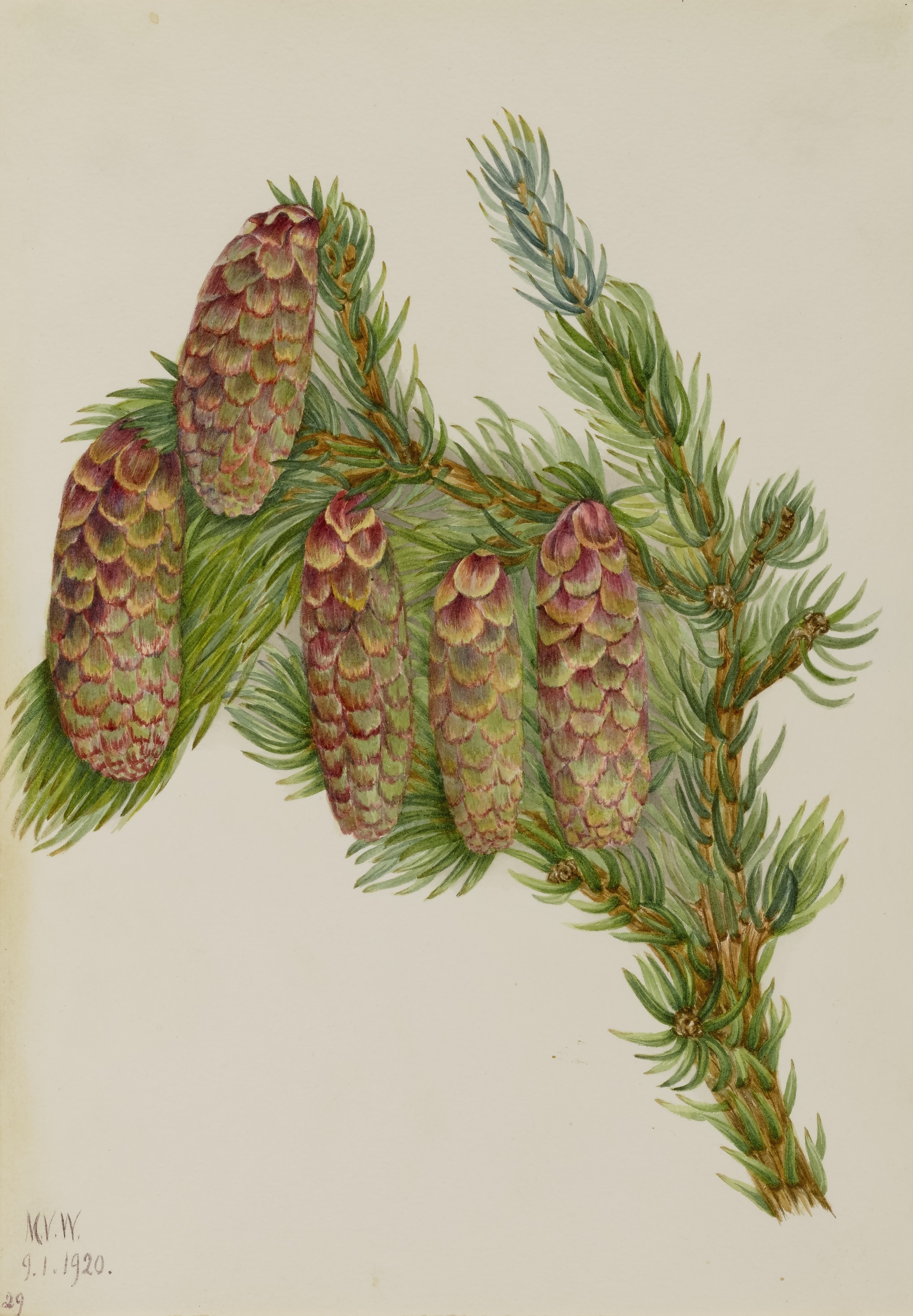 Mary Vaux Walcott, Engelmann Spruce (Picea engelmanni)