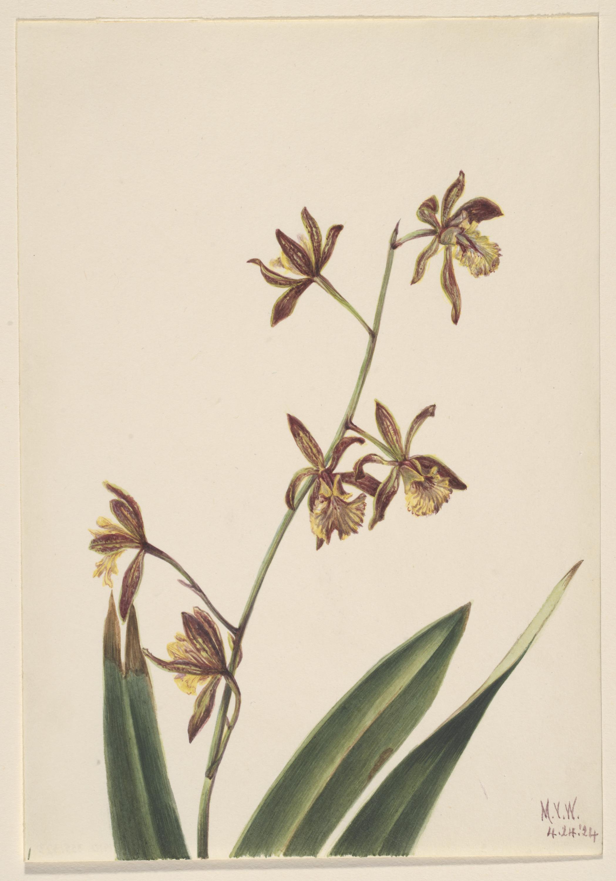 Mary Vaux Walcott, Untitled (Flower Study)