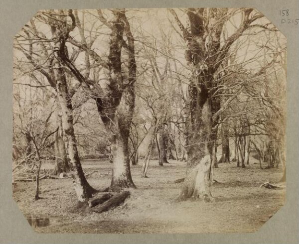 Clementina, Lady Hawarden, Photograph