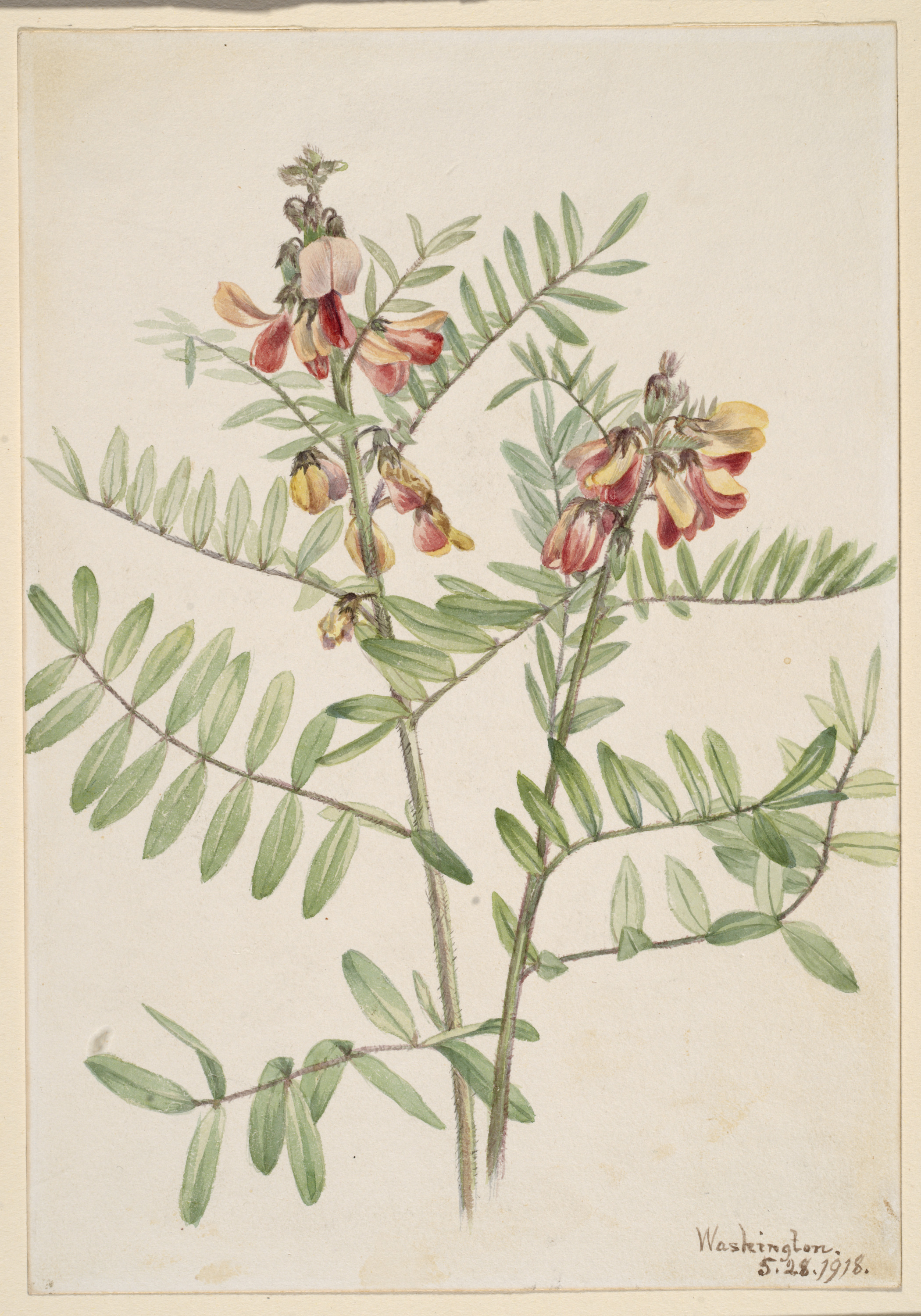 Mary Vaux Walcott, Rabbitbean (Cracca virginiana)