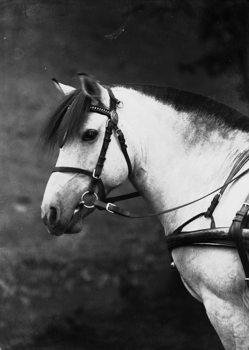 Solveig Lund, Hest og seletøy.