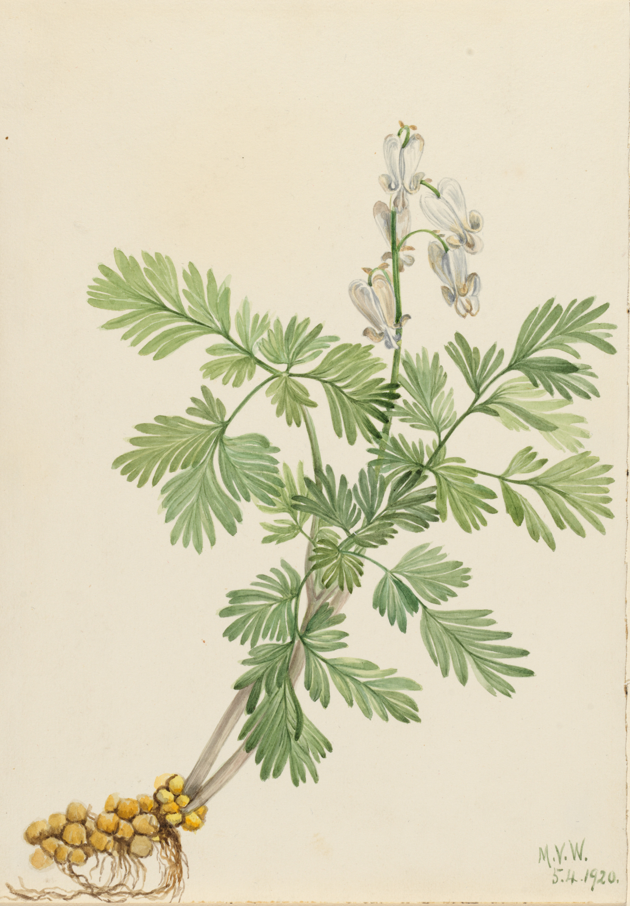 Mary Vaux Walcott, Squirrel Corn (Bikukulla canadensis)