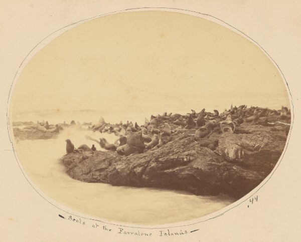 Carleton Watkins, [Sea Lions of the Farallon Islands]
