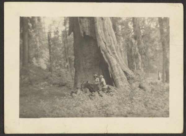 Louis Fleckenstein, [Figures on Horseback before Massive Hollow Tree]
