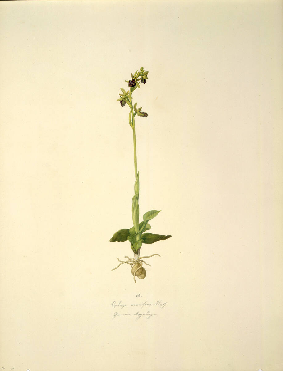 AugustRokert, Ophrys aranifera Huds. - Spinnen-Ragwurz