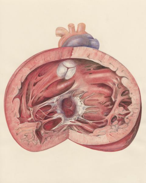 H.G Wetselaar, Heart