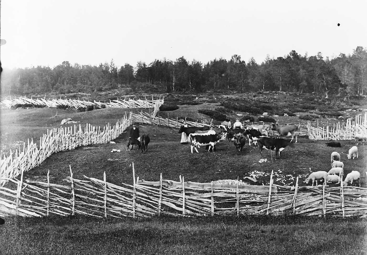 Peder J. Bredalslien, Dyr. Sauer, kuer. Personer