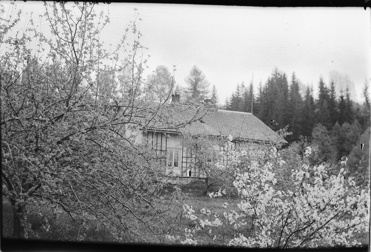 Håkon Prestkværn, Løkkekværn gård, Moelv. frukttrær, blomstring,