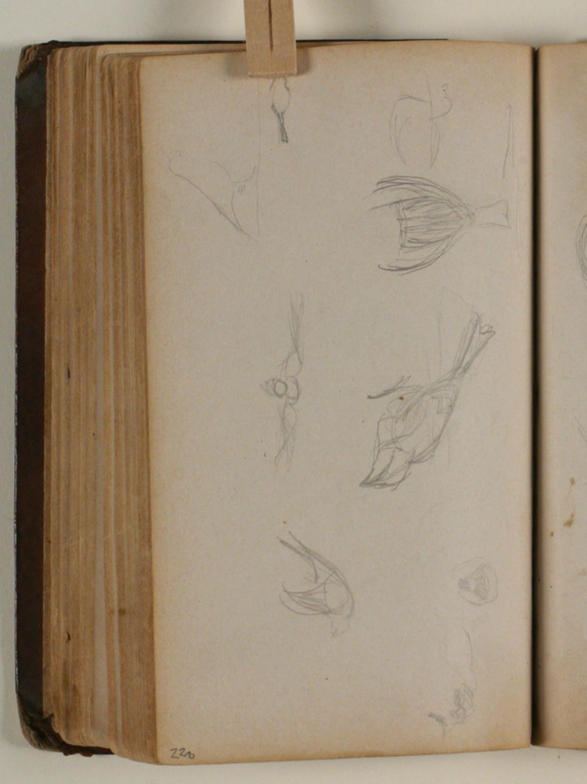 Niels Larsen Stevns, Studier af fugle