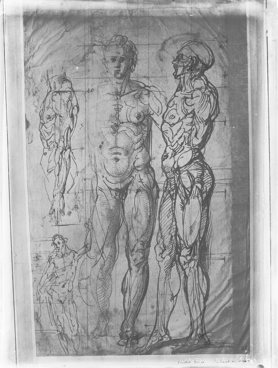 Carl Curman, Anatomiska handteckningar av Michel Angelo. Originalet finns på National Museet.