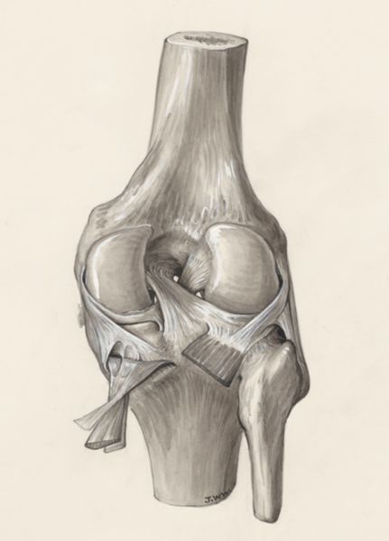 J Wetselaar-Whittaker, Muscular tissue of a joint
