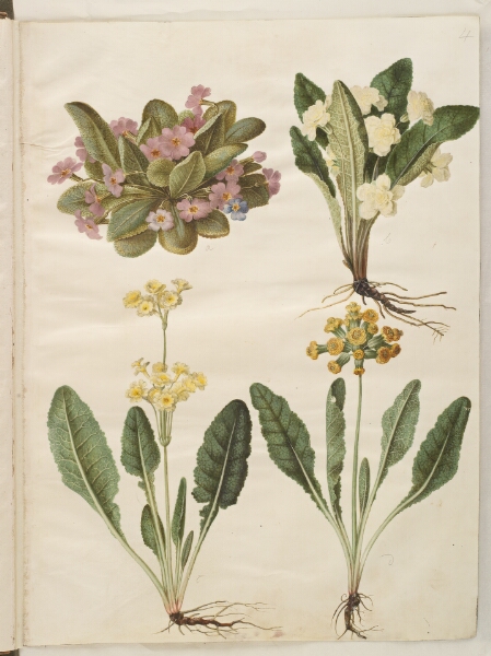 Hans Simon Holtzbecker, Primula vulgaris (karnevals-kodriver); Primula vulgaris (hybrid af storblomstret kodriver); Primula veris (hybrid af hulkravet kodriver)
