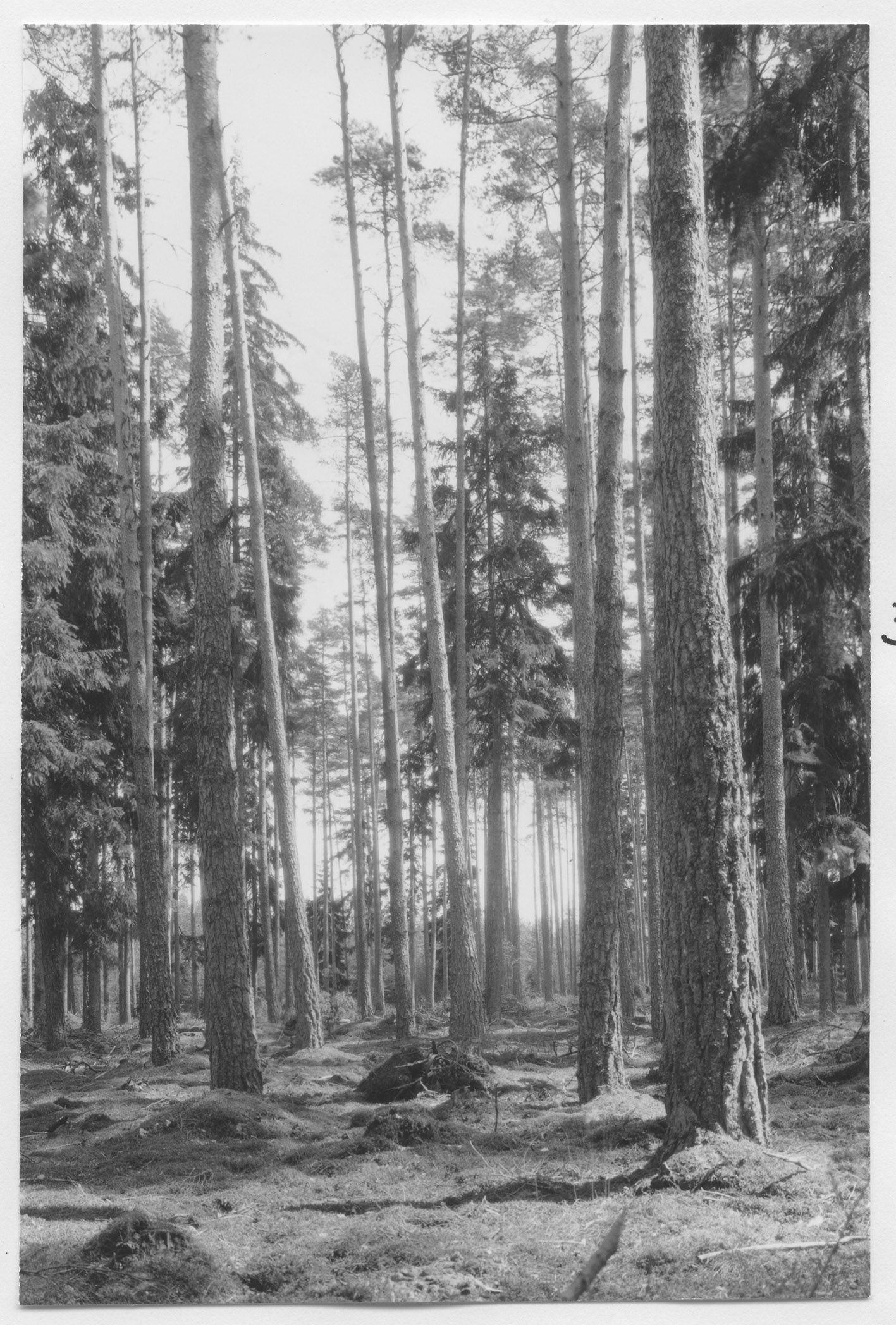 Mårten Sjöbeck, Rottne