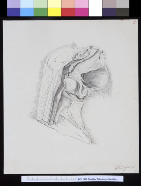 Gerard Sandifort, Animals: ape, skull, cross section