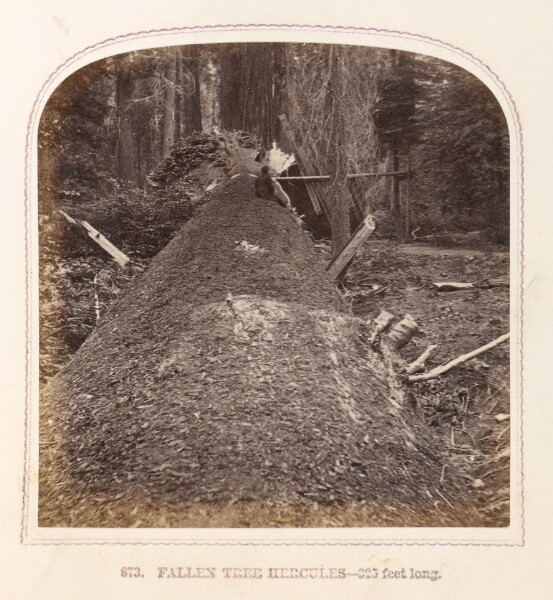 Thomas Houseworth, Fallen Tree Hercules