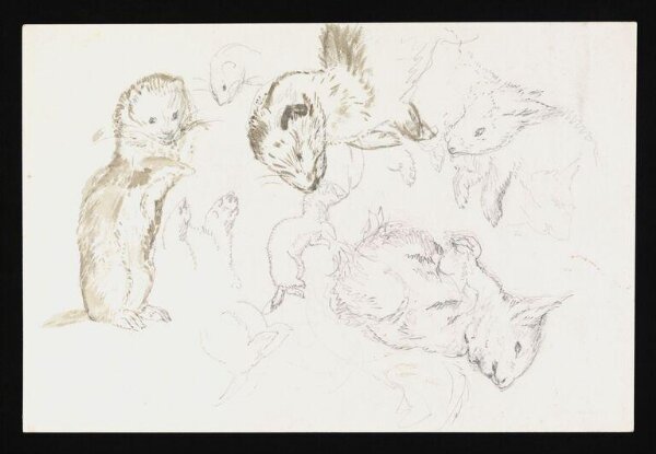 Potter, Beatrix, drawing