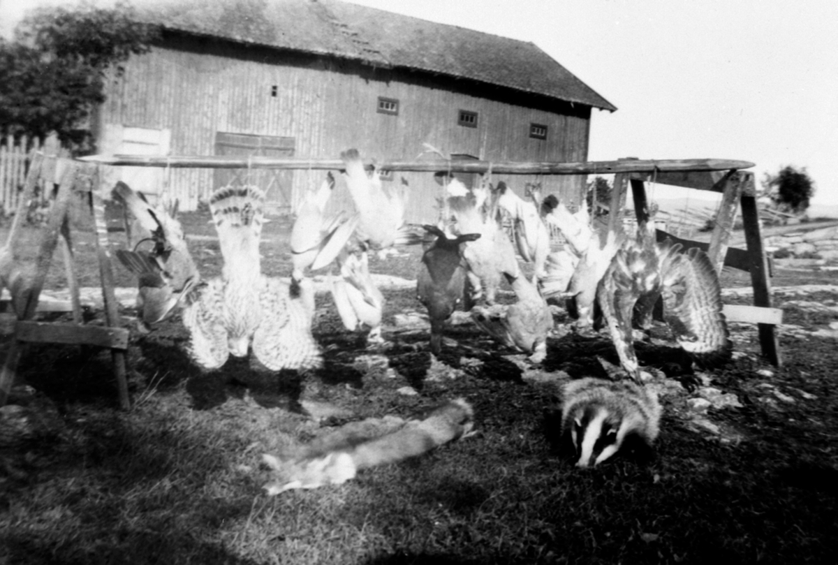 Anno Domkirkeodden, Opphengt jaktutbytte på Amb østre, Gaupen, Ringsaker. Rev, grevling, storfugl og hauk.