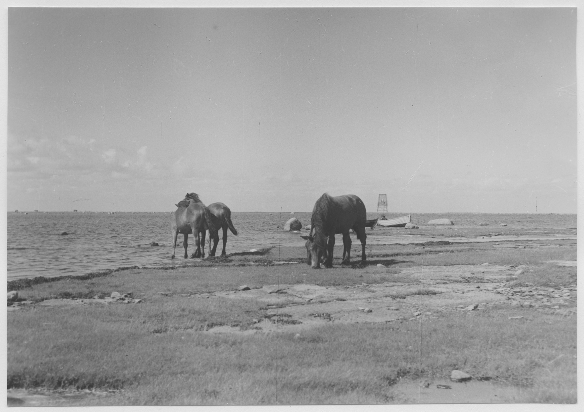 Mårten Sjöbeck, Ölands södra udde, fyren och strandterräng med hästar