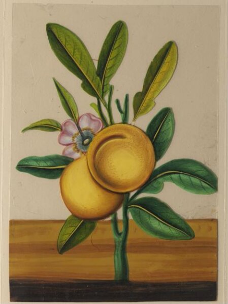 Unknown, One of twelve drawings of fruits and vegetables.