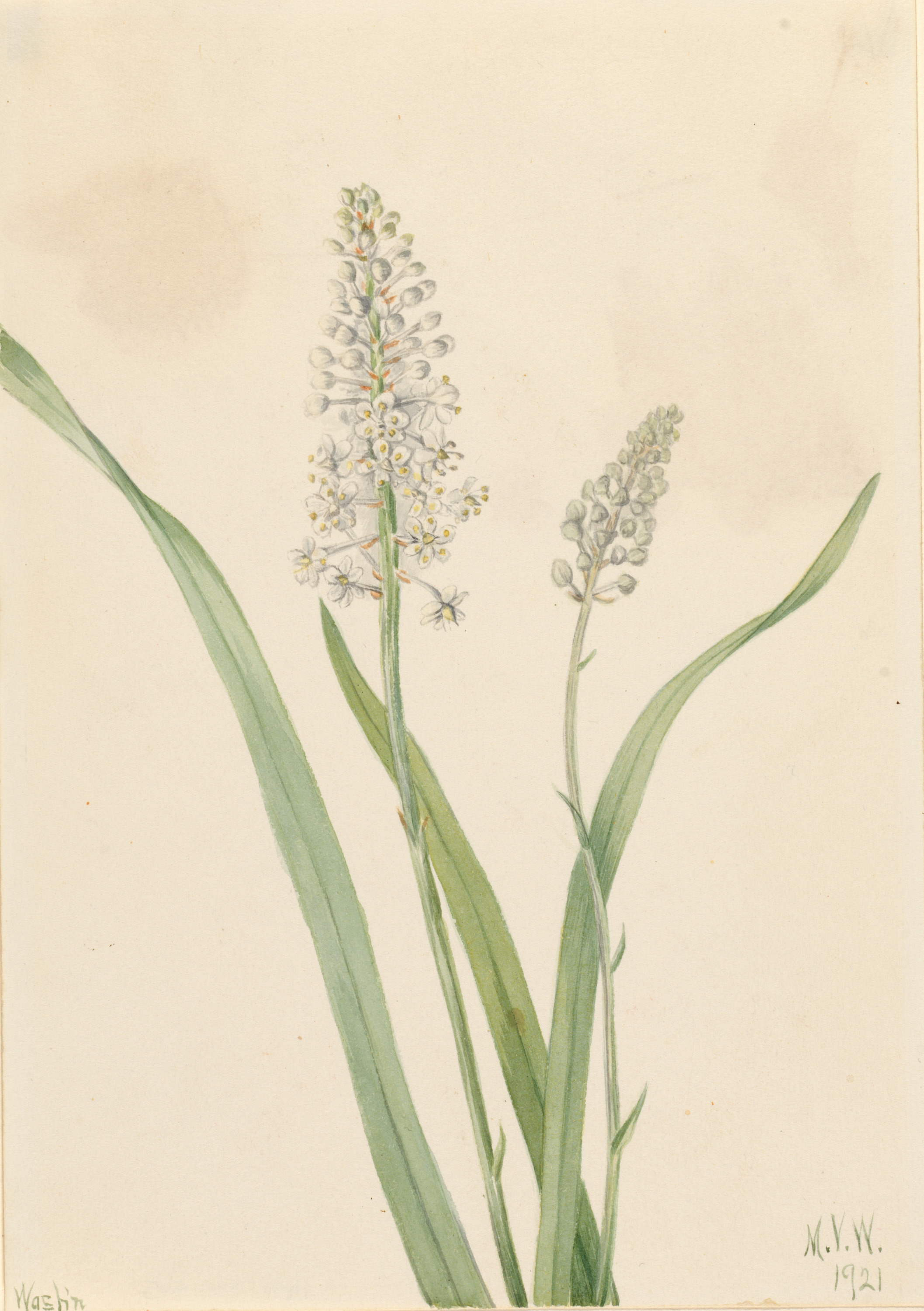 Mary Vaux Walcott, Crowpoison (Chrosperma muscaetoxicum)